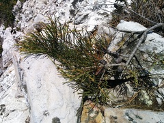 Allocasuarina zephyrea