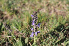 Salvia verbenaca