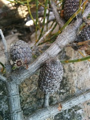 Allocasuarina zephyrea