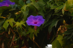 Ipomoea setosa melanotricha