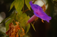 Ipomoea setosa melanotricha