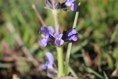 Salvia verbenaca