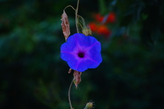 Ipomoea setosa melanotricha