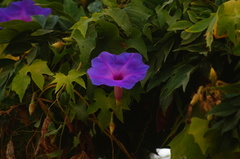 Ipomoea setosa melanotricha