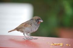 Lesser Antillean Bullfinch photo 5