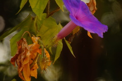 Ipomoea setosa melanotricha