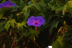 Ipomoea setosa melanotricha
