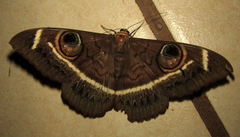 Cyligramma latona