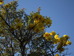 Handroanthus