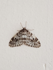 Malacodea pulchraria