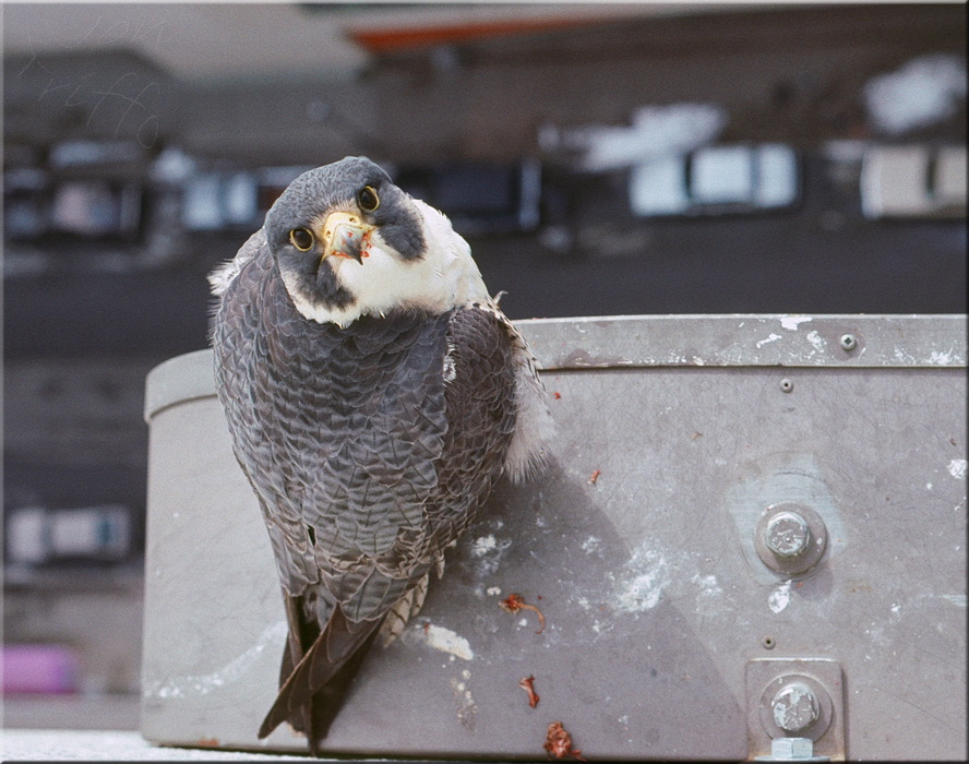 アメリカハヤブサ (亜種 Falco peregrinus anatum) · iNaturalist