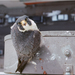 Falco peregrinus anatum - Photo (c) John Triffo,  זכויות יוצרים חלקיות (CC BY-ND)