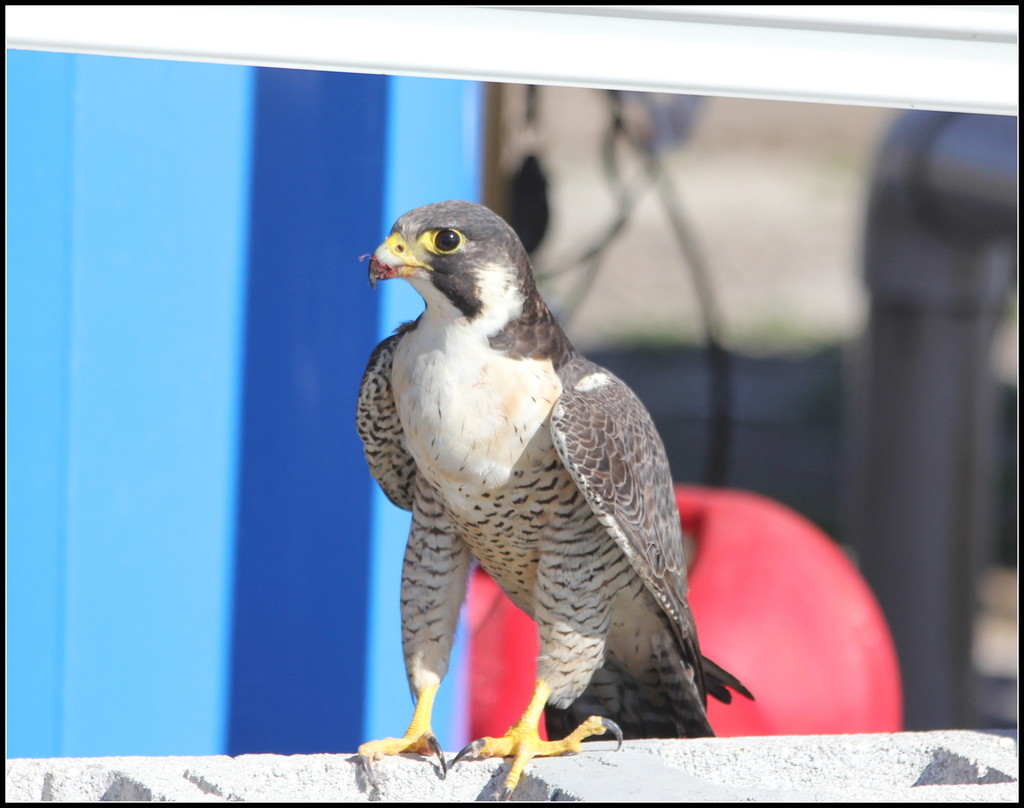 North American Peregrine Falcon
