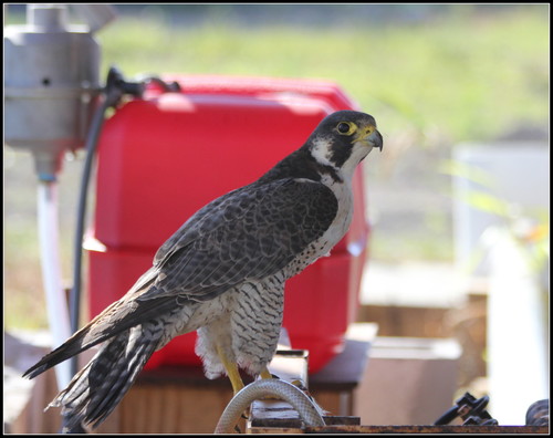 アメリカハヤブサ アメリカハヤブサ (亜種 Falco peregrinus anatum) · iNaturalist