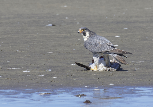 アメリカハヤブサ (亜種 Falco peregrinus anatum) · iNaturalist