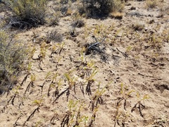 Linaria dalmatica dalmatica