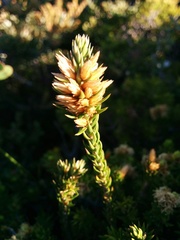 Epacris lanuginosa