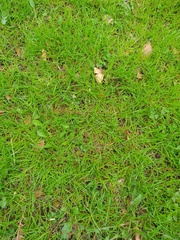 Cynodon dactylon dactylon