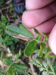 Liriomyza clianthi