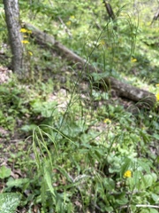 Borodinia canadensis