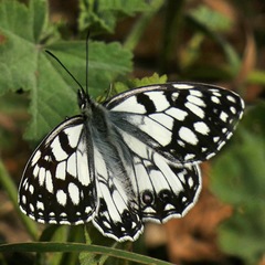 Melanargia ines