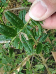 Liriomyza clianthi
