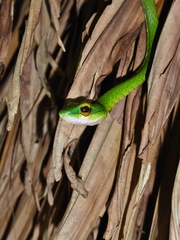 Leptophis ahaetulla