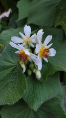 Sparrmannia