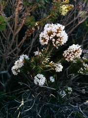 Epacris lanuginosa
