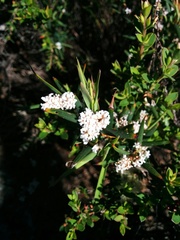 Leucopogon australis