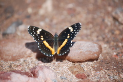 Chlosyne lacinia crocale