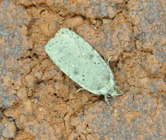 Agonopterix clemensella