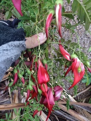 Clianthus puniceus