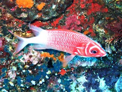 Sargocentron caudimaculatum