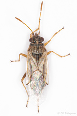 Nysius cymoides