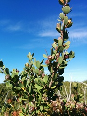 Leptospermum glaucescens
