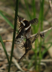 Bombylius pygmaeus