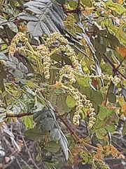 Weinmannia pubescens