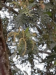 Weinmannia pubescens