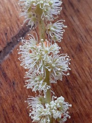 Weinmannia pubescens