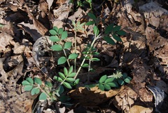 Polemonium reptans villosum
