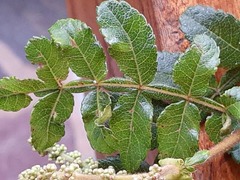 Weinmannia pubescens