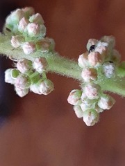 Weinmannia pubescens