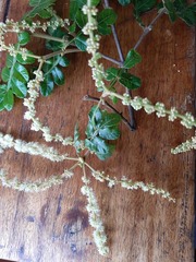 Weinmannia pubescens