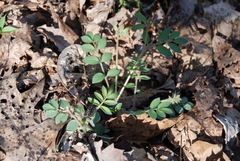 Polemonium reptans villosum