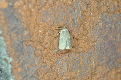 Agonopterix canadensis