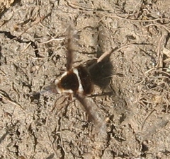 Bombylius pygmaeus