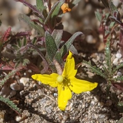 Camissoniopsis pallida