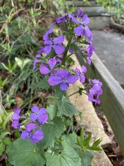 Lunaria