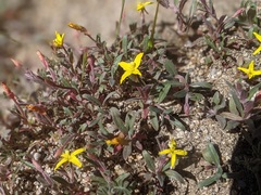 Camissoniopsis pallida